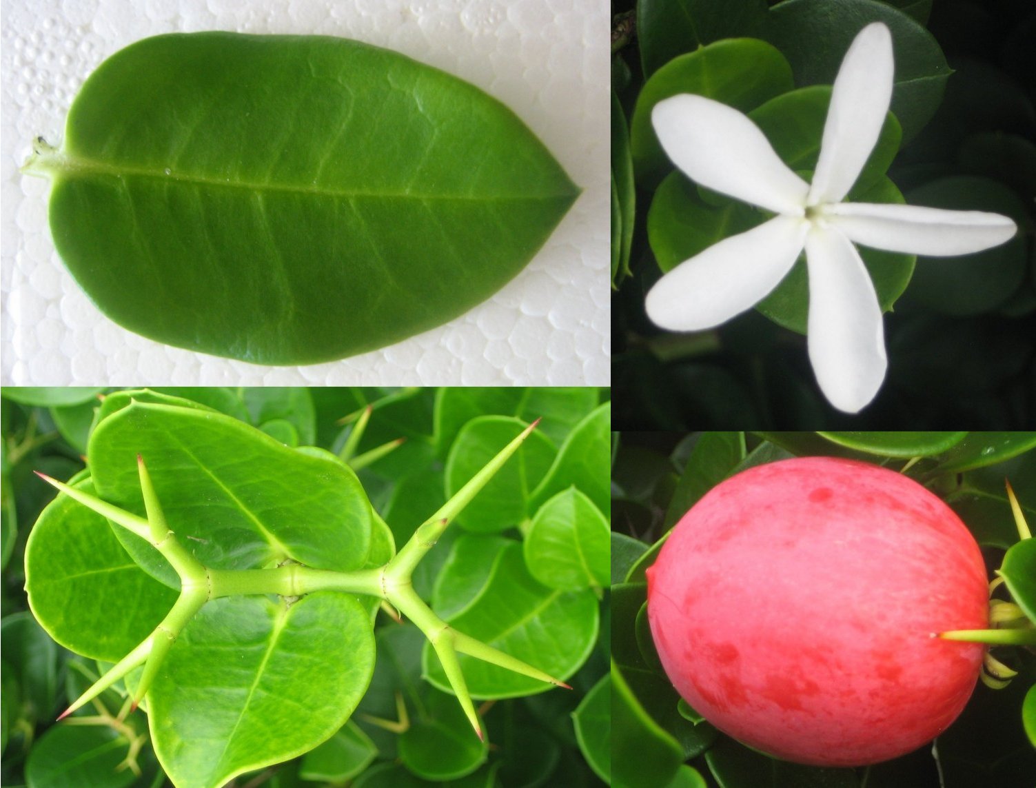 معرفی و راهنمای پرورش درختان میوه - آلو کریسمس